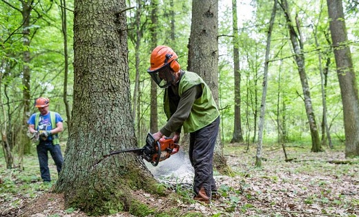 Jwalitha Tree Cutting Services